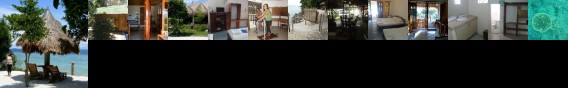 Sea Turtle House