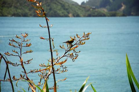 Bay of Many Coves