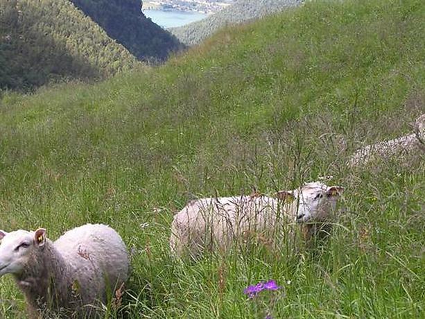 Skjolden
