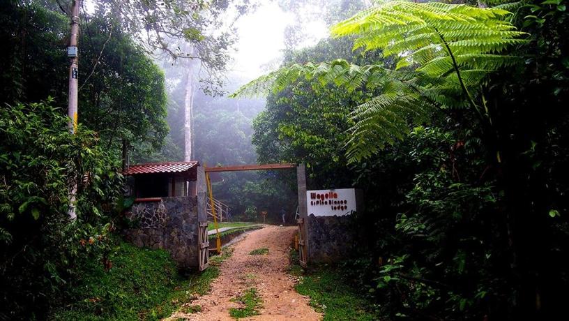 Wagelia Espino Blanco Lodge Guayabo National Monument Costa Rica thumbnail