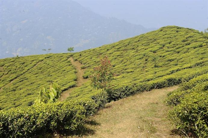 Singtom Tea Estate & Resort