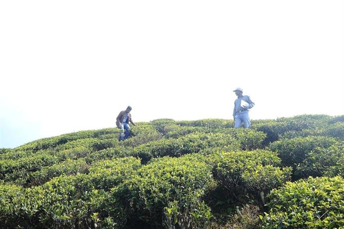Singtom Tea Estate & Resort