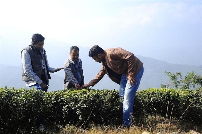 Singtom Tea Estate & Resort