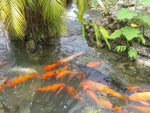 Enchanted Waters Tobago