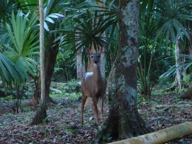 Hotel Tikal Inn 