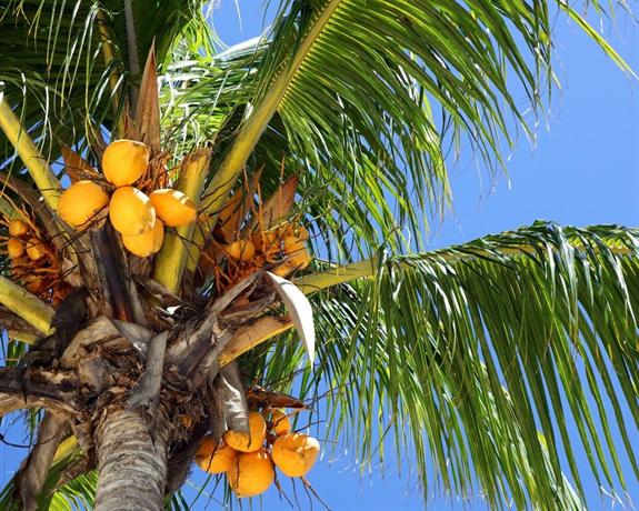 Firefly Bequia Plantation Hotel 