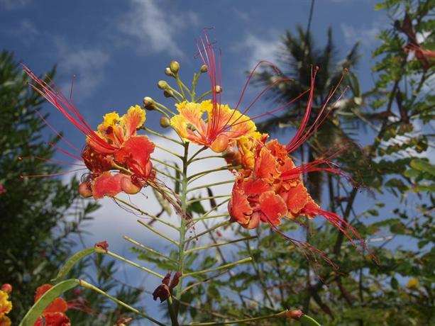 Firefly Bequia Plantation Hotel 