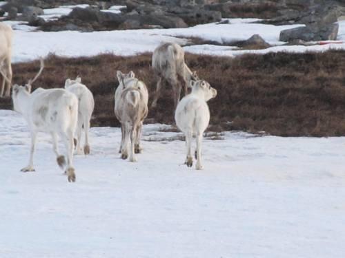 Nordkapp Vandrerhjem Hostel Honningsvåg