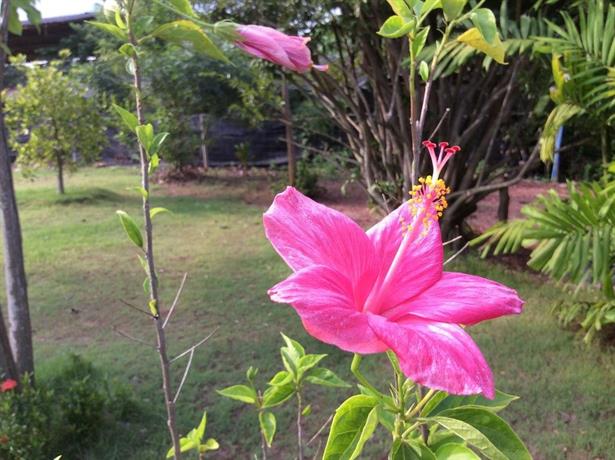 Burilamplai Resort