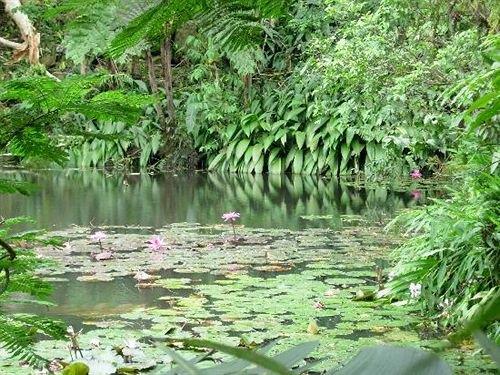 Colo-I-Suva Rainforest Eco Resort