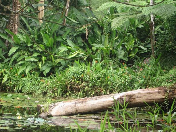 Colo-I-Suva Rainforest Eco Resort