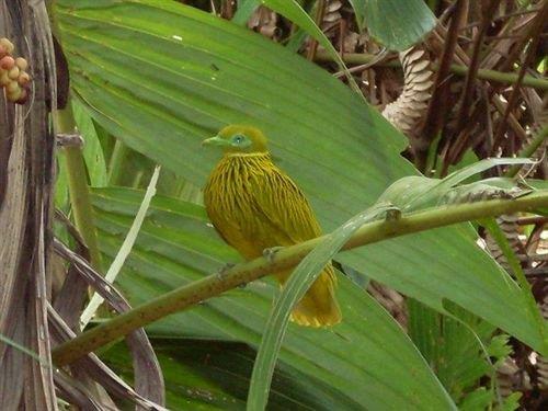 Colo-I-Suva Rainforest Eco Resort