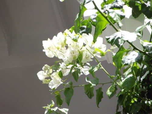 Riad Les Bougainvilliers