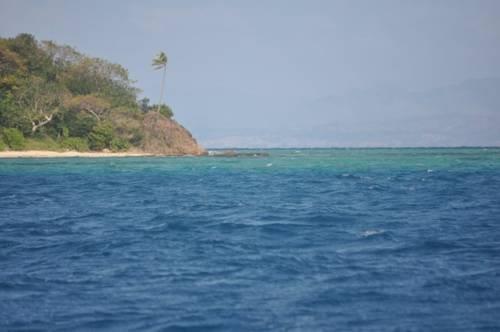 Maui Palms 