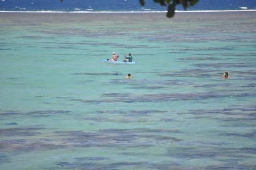 Maui Palms 