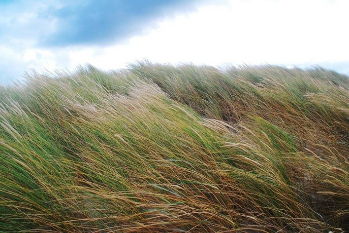 Dune Bep