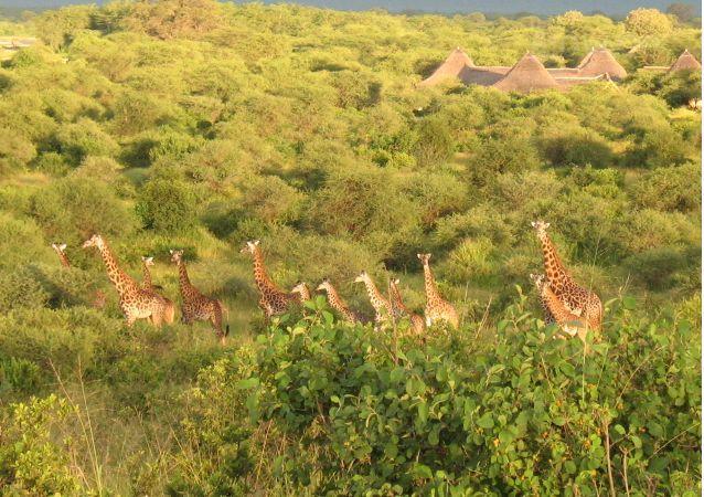 Roika Tarangire Tented Lodge