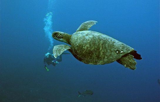 Galapagos Verde Azul