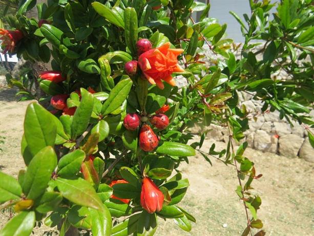 Camping Fiori di Noto