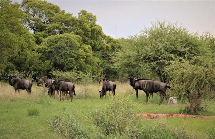 thorn tree bush camp