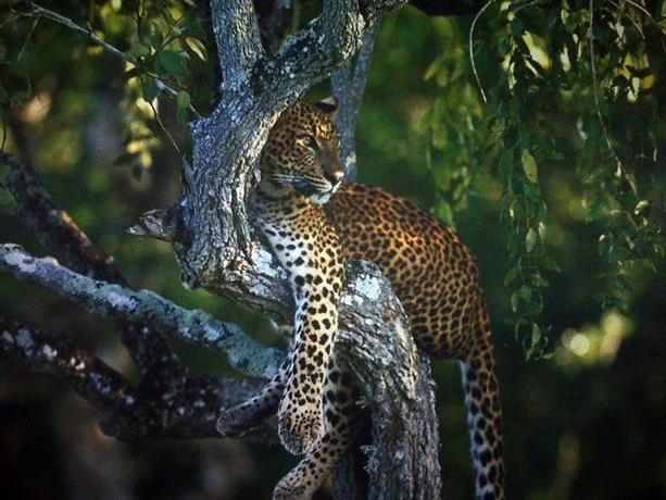 Yala Leopard Mobile Camp
