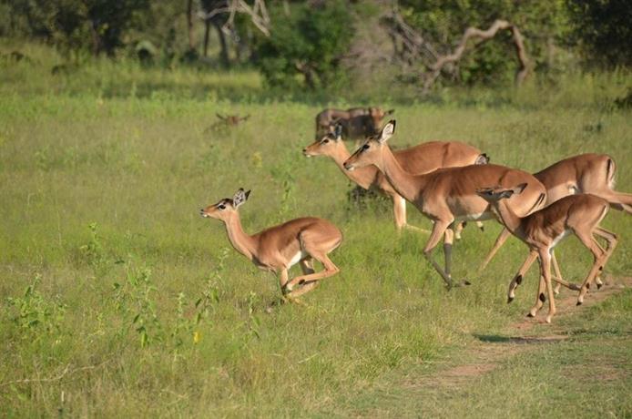 Zangarna Game Lodge