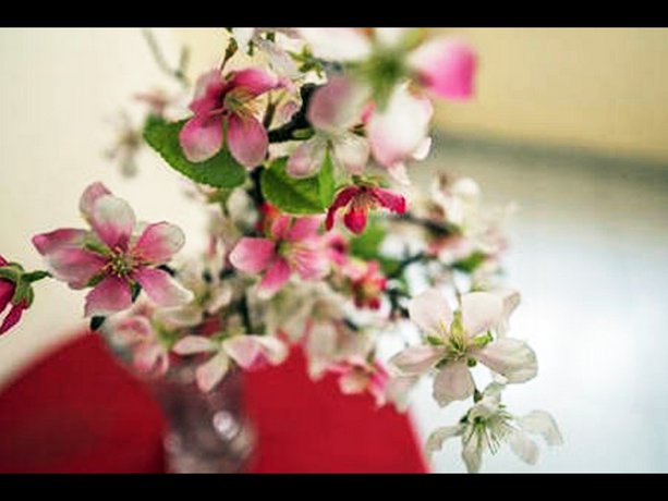 Camellia