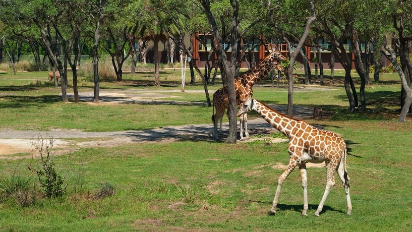Disney's Animal Kingdom Villas - Jambo House