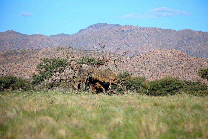 Solitaire Desert Farm