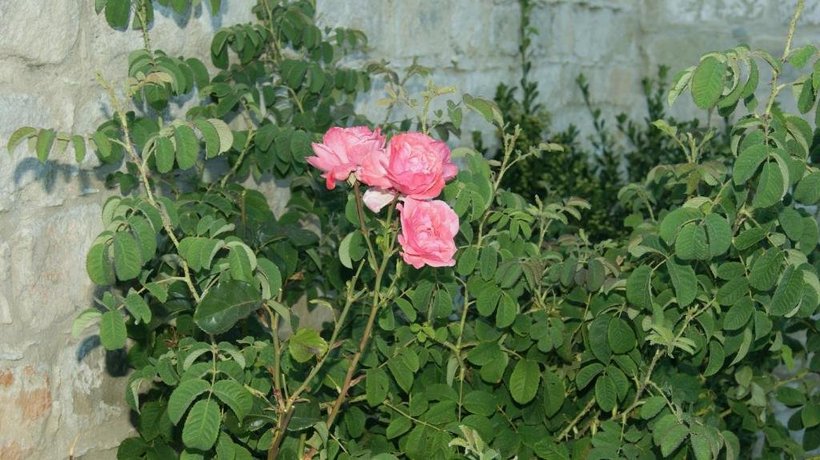 Softades Cottage