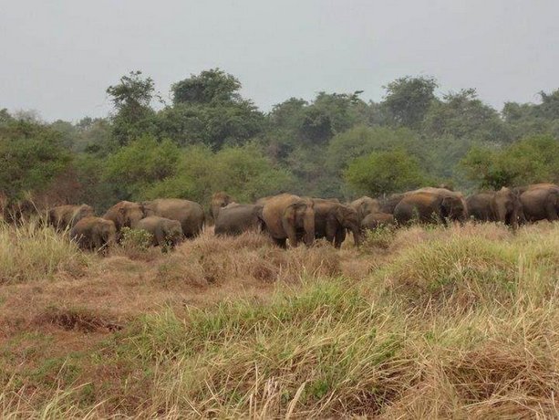 Yala Leopard Mobile Camp