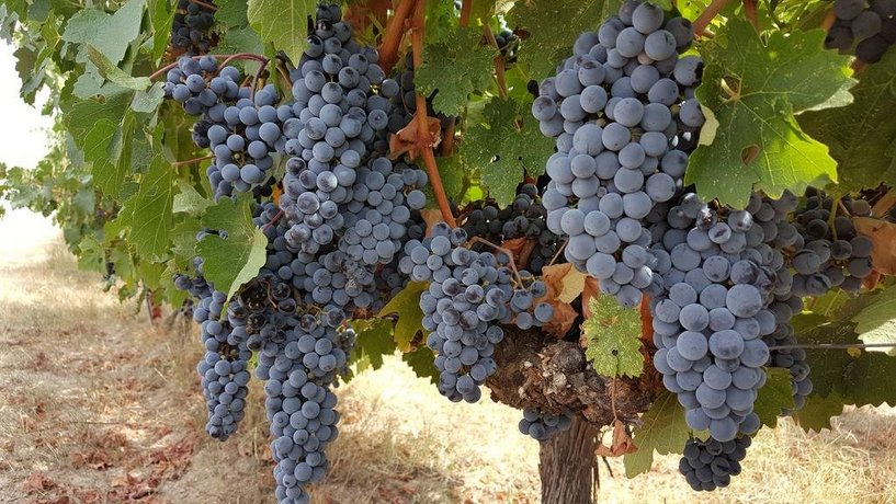 Bakucha Vineyard Hotel ve Spa