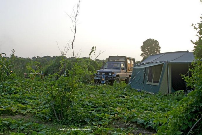 The Yala Holidays Camping