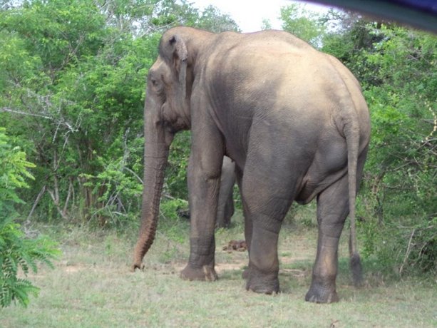 Homestay - Yala meedum safari 