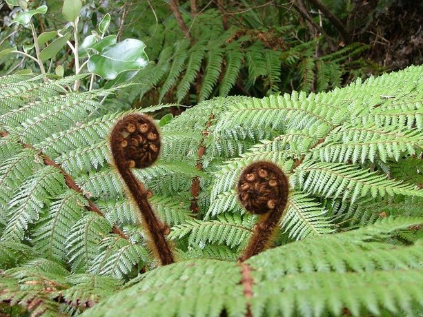 Kowhai Lane Lodge