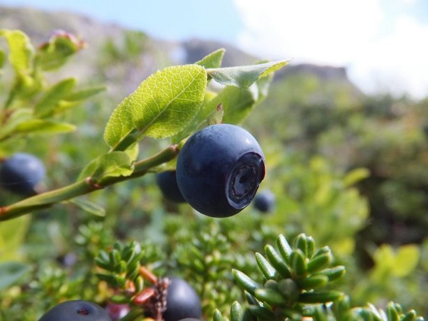 Vatnahalsen Høyfjellshotell