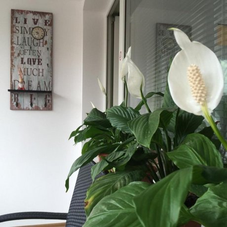 Guest House Aleksandra Sofia