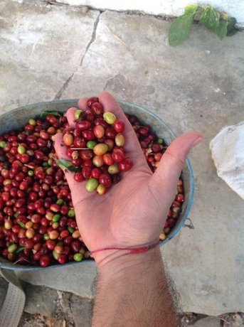 Finca San Rafael - Cafe y Cacao