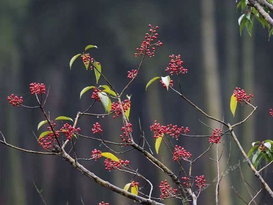 Anji Season Slow Village