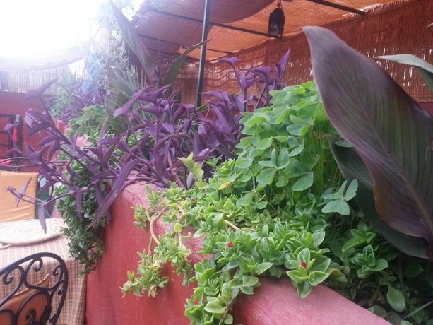 Riad Ma Boheme