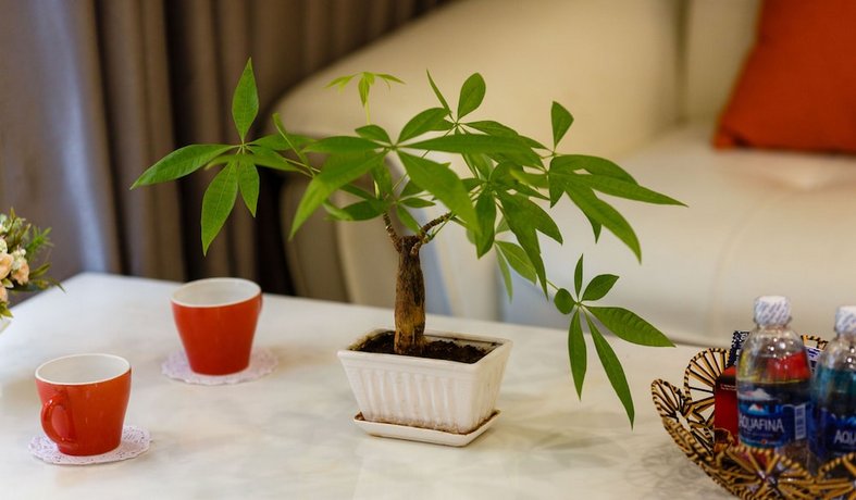 Palm Tree Apartment Hanoi