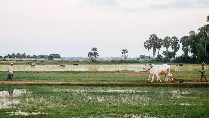Real Homestay