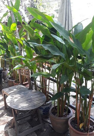 Oldy De Garden