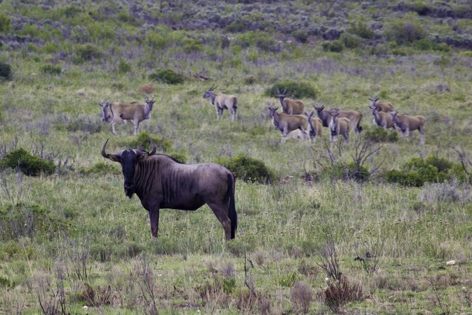 Swartberg Private Game Lodge