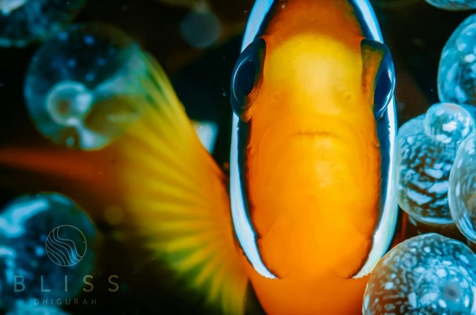 Bliss Dhigurah