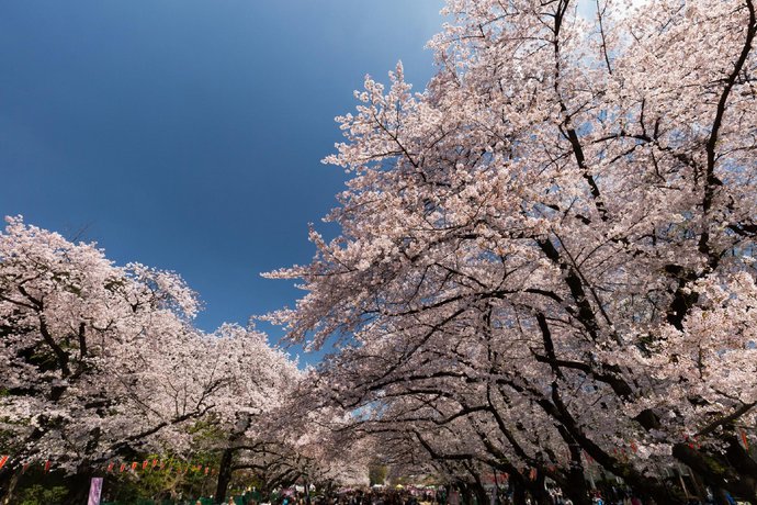 Shukuya Negishi / Vacation STAY 81347
