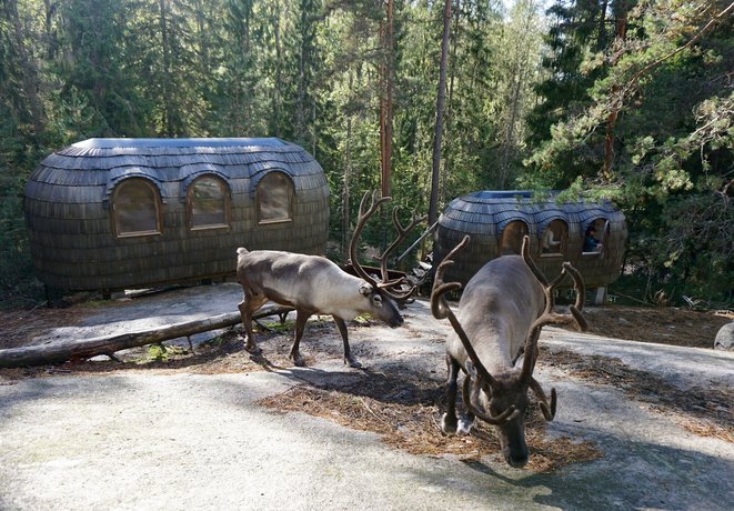 Igluhut - Sleep with reindeer