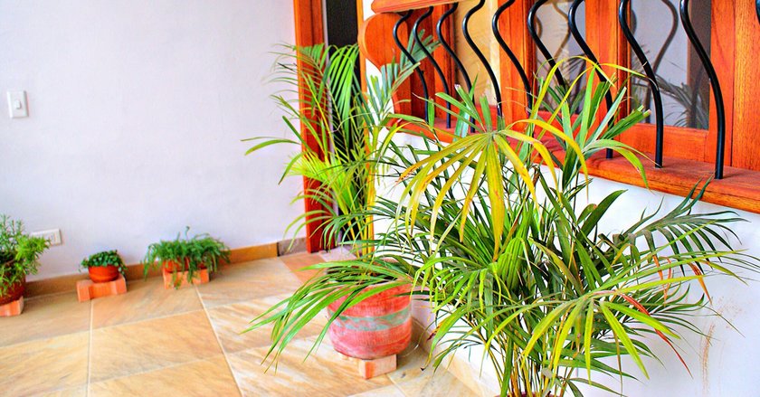 Hotel Villa Palmas