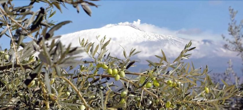Gli Ulivi Dell'Etna
