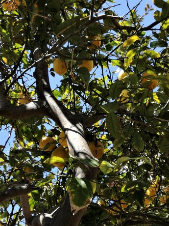 Lemon Tree Courtyard